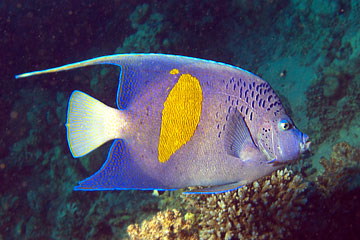 Marsa Alam 2004 - Marsa Shagra - Arabischer Kaiserfisch - Pomacanthus maculosus - Arabian Angelfish