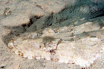 Marsa Alam 2004 - Marsa Shuni - Teppich-Kokodilsfisch - Papilloculiceps Longiceps - Carpet Flathead