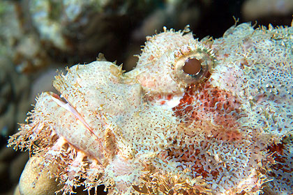 Marsa Alam 2004 - Sharm Shuni - Bärtiger Drachenkopf - Scorpaenopsis barbata - Bearded Scorpionfish