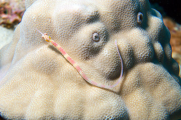 Marsa Alam 2004 - Sharm Shuni - Schwarzbrust Seenadel - Corythoichthys nigripectus - Blackbreasted pipefish