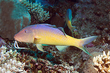 Marsa Alam 2004 - Marsa + Sharm Shuni - Gelbsattel-Meerbarbe - Parupeneus cyclostomus - Yellowsaddle goatfish