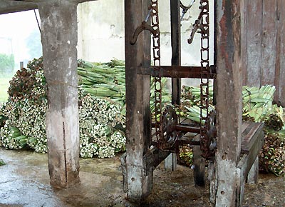 Yucatan - Hacienda Aké - Maschine aus der Jahrhundertwende zum herauslösen der Sisalfasern