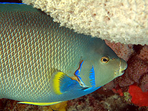 Mexiko 2003 - Playa del Carmen - Barrakuda Riff - Diadem Kaiserfisch - Holacanthus isabelita - Blue angelfish