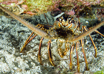 Mexiko 2003 - Playa del Carmen - Barrakuda Riff - Karibik Languste - Caribbean spiny lobster - Panulirus argus