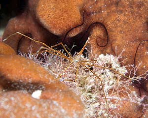 Mexiko 2003 - Playa del Carmen - Barrakuda Riff - Stenorhynchus seticornis - Arrow Crab