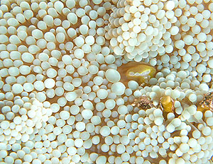 Mexiko 2003 - Playa del Carmen - Barrakuda Riff - Beerenanemone - Berried anemone - Alicia Mirabilis