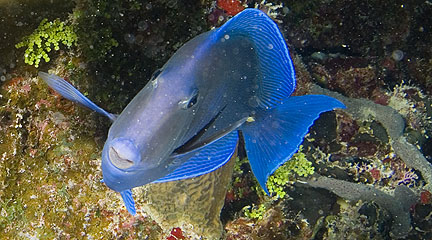 Mexiko 2003 - Playa del Carmen - Barrakuda Riff - Blauer Doktorfisch - Acanthurus coeruleus - Blue tang surgeonfish