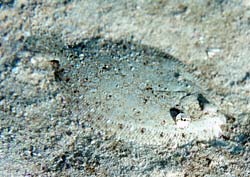 Mexiko 2003 - Playa del Carmen - Barrakuda Riff - Bothus  mancus  - Pfauenbutt - Flowery flounder 