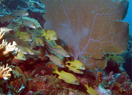 Mexiko 2003 - Playa del Carmen - Cerebros Riff - Gorgonie mit Schwarm Französischer Grunzer - French Grunt - Haemulon flavolineatum