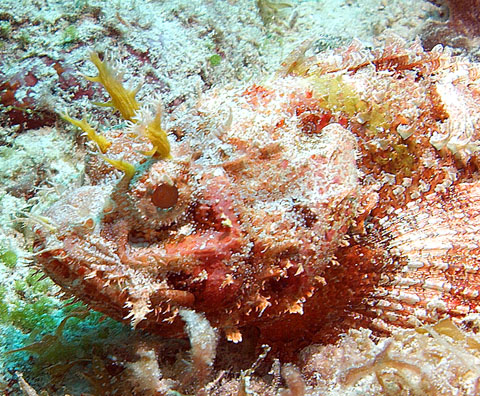 Mexiko 2003 - Playa del Carmen - Cerebros Riff - Goosehead scorpionfish - Scorpaena  bergii - Skorpionsfische - Drachenkopf