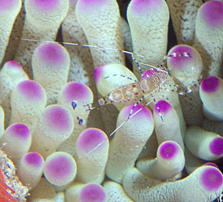 Mexiko 2003 - Playa del Carmen - Chun-zumbul Riff - Riesenanemone - Giant anemone- Condylactis gigantea -  mit Yucatan-Partnergarnele - Spotted cleaner shrimp - Periclimenes yucatanicus