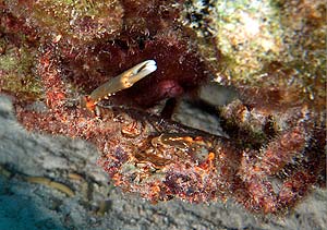 Mexiko 2003 - Playa del Carmen - Chun-zumbul Riff - Haarige Spinnenkrabbe - Hairy clinging crab - Mithrax pilosus
