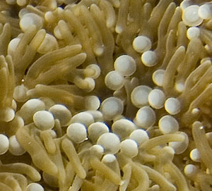 Mexiko 2003 - Playa del Carmen - Chun-zumbul Riff - Verzweigte Anemone - Branching anemone - Lebrunia danae
