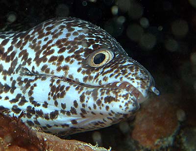 Mexiko 2003 - Playa del Carmen - Chun-zumbul Riff - Gefleckte Muräne - Spotted Moray eels - Family Muraenidae