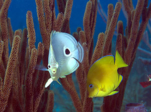 Mexiko 2003 - Playa del Carmen - Chun-zumbul Riff - Chaetodon capistratus - Vieraugen-Falterfisch - Foureye butterflyfish + Junger gelber Blauer Doktorfisch - Acanthurus coeruleus   - Blue tang surgeonfish