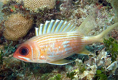 Mexiko 2003 - Playa del Carmen - Chun-zumbul Riff - Soldatenfisch - Sargocentron  coruscum - Reef squirrelfish 