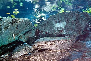 Yucatan - Tauchgang in der Cenote Dos Ojos - Spärlicher Pflanzenbewuchs im Eingangsbereich zur Unterwasserwelt