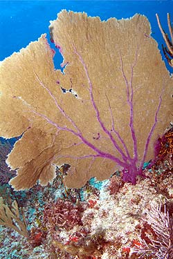 Mexiko 2003 - Playa del Carmen - Jardines Riff - Gorgonia ventalina – Gewöhnlicher Seefächer - Common sea fan