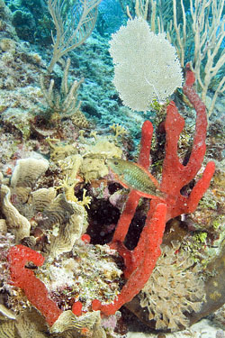 Mexiko 2003 - Playa del Carmen - Jardines Riff - Aufrechter roter Seilschwamm - Amphimedon compressa - erect rope sponge und Krustenanemone 