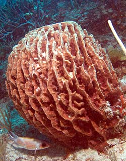 Mexiko 2003 - Playa del Carmen - Jardines Riff - Faßschwamm - Barrel sponge - Xestospongia muta