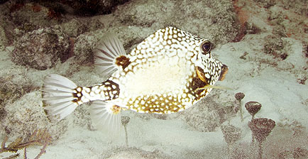 Mexiko 2003 - Playa del Carmen - Moc-che Riff - Perlen (Glatter) Kofferfisch - Lactophrys triqueter - Smooth trunkfish