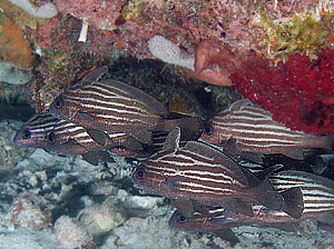 Mexiko 2003 - Playa del Carmen - Moc-che Riff - Ein Schwarm Streifen Ritterfische - Highhat - Equetus acuminatus