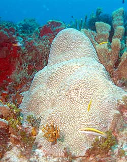 Mexiko 2003 - Playa del Carmen - Sabalos Riff - Symetrische Hirnkoralle - Symmetrical brain coral - diploria strigosa