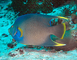 Mexiko 2003 - Playa del Carmen - Sabalos Riff - Diadem Kaiserfisch - Holacanthus isabelita - Blue angelfish