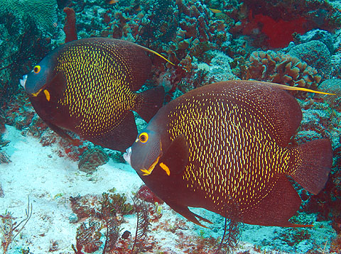 Mexiko 2003 - Playa del Carmen - Sabalos Riff - Pomacanthus  paru - Franzosen Kaiserfisch - French angelfish