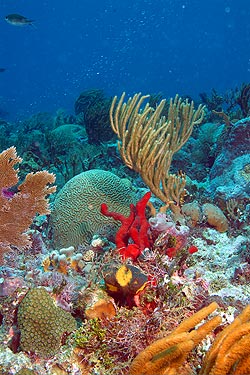Mexiko 2003 - Playa del Carmen - Sabalos Riff - Unterwasserlandschaft mit Schwämmen und Hirnkoralle