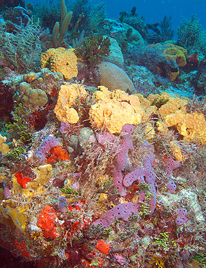 Mexiko 2003 - Playa del Carmen - Sabalos Riff - Unterwasserlandschaft mit farbigen Schwämmen