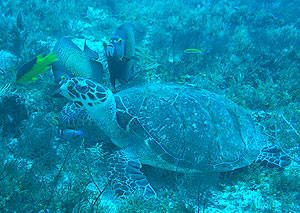 Mexiko 2003 - Playa del Carmen - Tortuga Riff - Karettschildkröte - Eretmochelys imbriocota - hawksbill sea turtle
