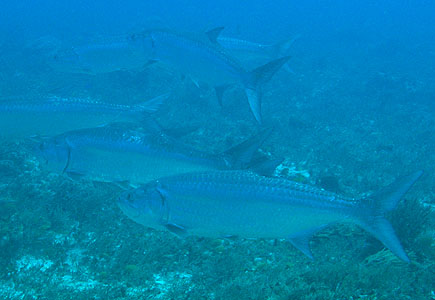 Mexiko 2003 - Playa del Carmen - Tortuga Riff - Schwarm -Tarpun - Tarpon - Frauenfisch - Megalops atlanticus