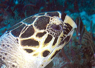 Mexiko 2003 - Playa del Carmen - Tortuga Riff - Karettschildkröte - Eretmochelys imbriocota - hawksbill sea turtle
