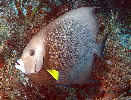 Mexiko 2003 - Playa del Carmen - Tortuga Riff - Grauer oder Großflossen Kaiserfisch  - Pomacanthus arcuatus - Gray angelfish