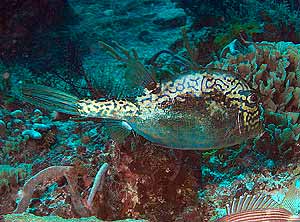 Mexiko 2003 - Playa del Carmen - Tortuga Riff - Horn Kofferfisch - Scrawled Cowfish - Lactophrys quadricornis