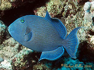 Quesir 2000 - Riff El Quadim - Blaustreifen Drückerfisch (Blue triggerfish)