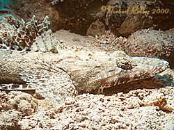Quesir 2000 - Riff El Quadim - Krokodilsfisch 