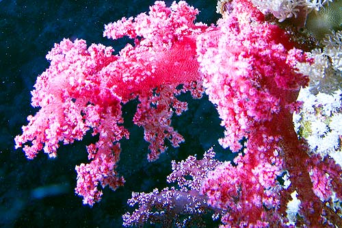 Ägypten 2006 - Safaga - Abu Kafan Riff - Stachelige Prachtkoralle - Dendronephythya - soft coral