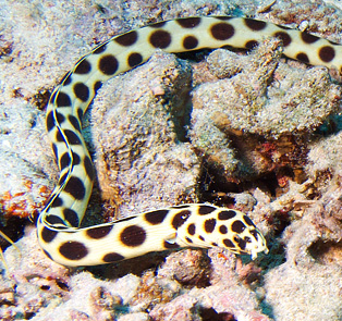 Ägypten 2006 - Safaga - Abu Kafan Riff - Gepunkteter Schlangenaal - Spotted snake eel - Myrichthys maculosus