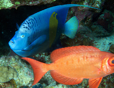 Ägypten 2006 - Safaga - Gamul Kebir - Kaiserfisch - Pomacanthus maculosus - Angelfish - und Gewöhnliche Großaugenbarsch - Common bigeye - Priacanthus hamrur - 