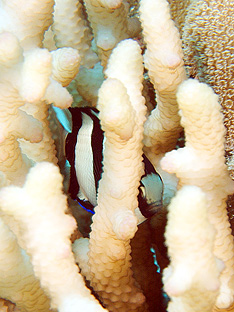 Ägypten 2006 - Safaga - Dreibinden Preußenfisch - Humbug Damsel - Dascyllus Aruanus