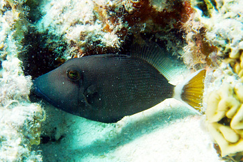 Ägypten 2006 - Safaga - Weißschwanz Drückerfisch - Bluethroat triggerfish - Sufflamen albicaudatus