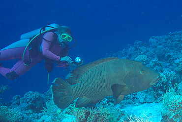 Ägypten 2006 - Safaga - Prachtlippenfisch Napoleon - Napoleonfish - Cheilinus undulatus