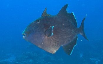 Ägypten 2006 - Safaga - Blaustreifen Drückerfisch - Blue triggerfish - Pseudobalistes fuscus