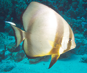 Ägypten 2006 - Safaga - Rundkopf-Fledermausfisch - Circular batfish - Platax obicularis