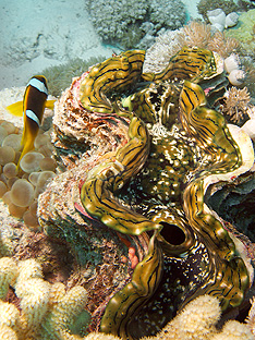 Ägypten 2006 - Safaga - Nemo / Rotmeer-Anemonenfisch - Red Sea Anemonefish - Amphiprion bicintus siedelt im Schutz einer Schuppige Riesenmuschel - Squamose giant clam - Tridacna squamosa