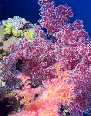 Ägypten 2006 - Safaga - Panorama Riff - Stachelige Prachtkoralle - Dendronephythya - soft coral