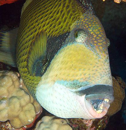 Ägypten 2006 - Safaga - Panorama Riff - Riesen-Drückerfisch - Titan triggerfish - Balistoides viridescens