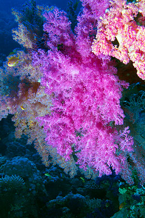 Ägypten 2006 - Safaga - Panorama Riff - Stachelige Prachtkoralle - Dendronephythya - soft coral